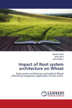 Impact of Root system architecture on Wheat