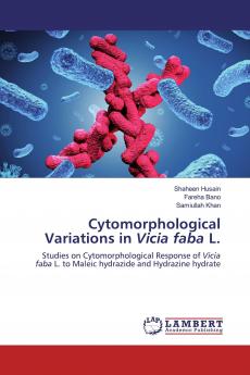Cytomorphological Variations in Vicia faba L.