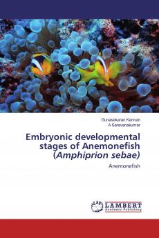 Embryonic developmental stages of Anemonefish (Amphiprion sebae)