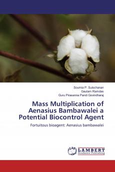 Mass Multiplication of Aenasius Bambawalei a Potential Biocontrol Agent