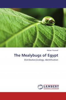 The Mealybugs of Egypt