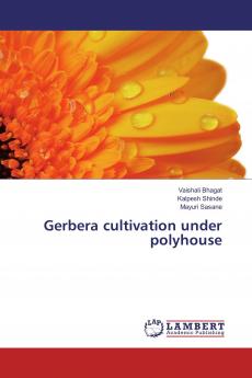 Gerbera cultivation under polyhouse