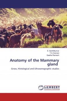 Anatomy of the Mammary gland