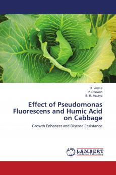 Effect of Pseudomonas Fluorescens and Humic Acid on Cabbage