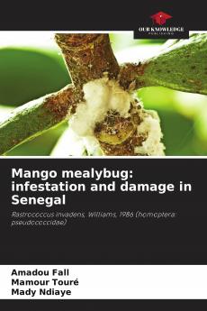 Mango mealybug