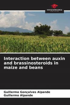 Interaction between auxin and brassinosteroids in maize and beans