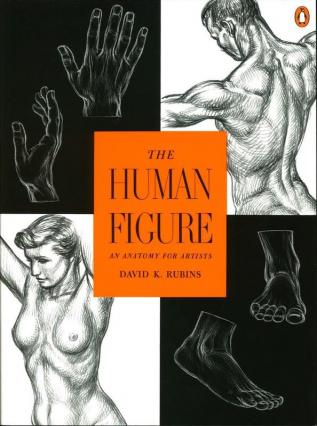 The Human Figure