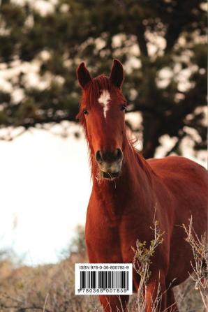 Kid's Equine Photography Book: Volume One