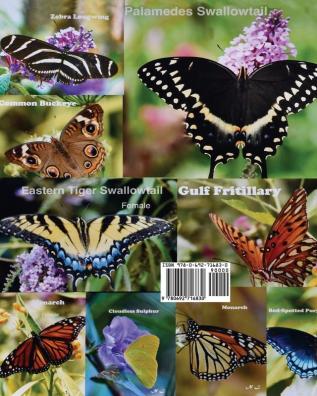 Backyard Butterflies Coloring Book