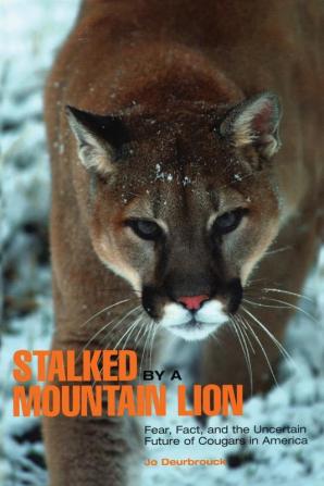 Stalked by a Mountain Lion: Fear Fact And The Uncertain Future Of Cougars In America