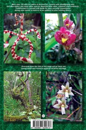 Photo Intro to: Wild Orchids of Borneo