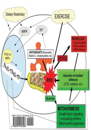 Medical Implications of Basic Research in Aging