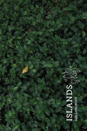 Islands (Special Edition): 1 (Safe Little World Monographs)