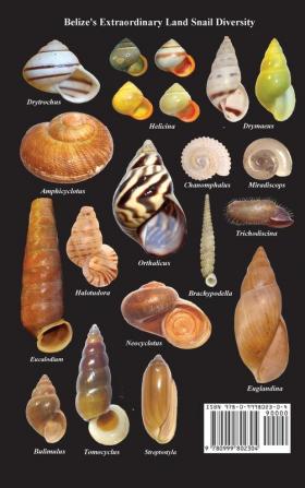 Land Snails of Belize Central America: A Remarkable Chronicle of Diversity and Function