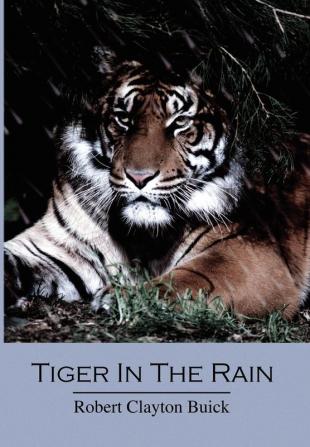 Tiger in the Rain