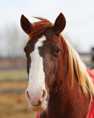 Kids Large Horse Journal: Wide Ruled Journal or Notebook