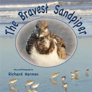 The Bravest Sandpiper