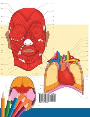 Neuroanatomy + Anatomy and Physiology Coloring Book: 2-in-1 Collection Set Incredibly Detailed Self-Test Color workbook for Studying and Relaxation