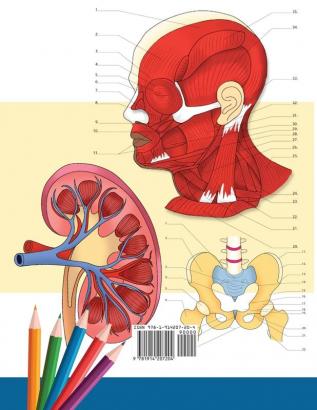 Malbuch Anatomie und Physiologie: Unglaublich detailliertes Arbeitsbuch zum Selbsttest Farbe für das Studium Perfektes Geschenk für Medizinstudenten Ärzte Krankenschwestern und Erwachsene