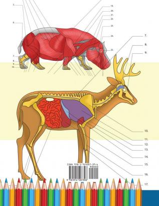 Zoologie Malbuch: Unglaublich detailliertes Arbeitsbuch über Tieranatomie im Selbstversuch Perfektes Geschenk für Tiermedizinstudenten und Tierliebhaber