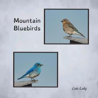 Mountain Bluebirds