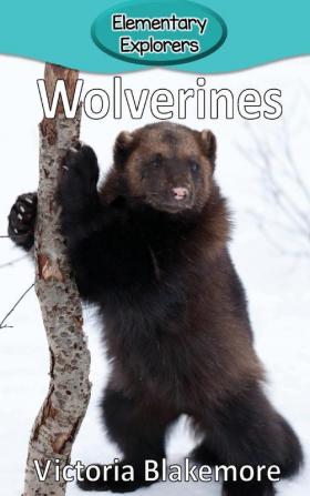 Wolverines: 79 (Elementary Explorers)