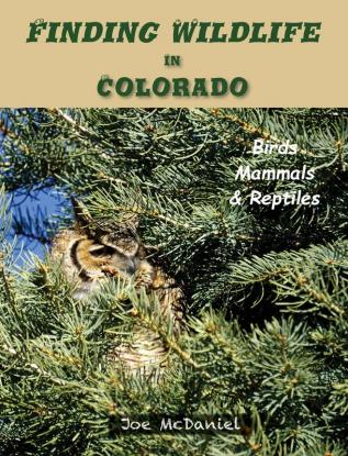 Finding Wildlife In Colorado: Birds Mammals and Reptiles