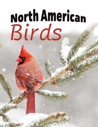 North American Birds: 1 (For Adults with Dementia and Other Life Challenges)