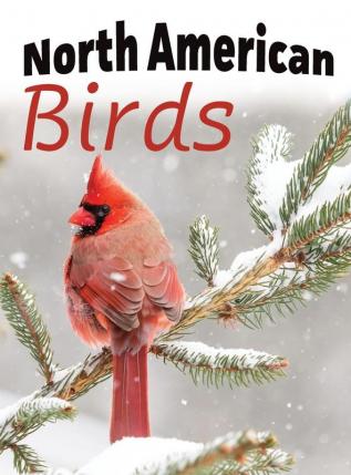 North American Birds: 1 (For Adults with Dementia and Other Life Challenges)