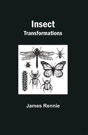 Insect Transformations