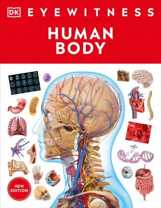 Human Body