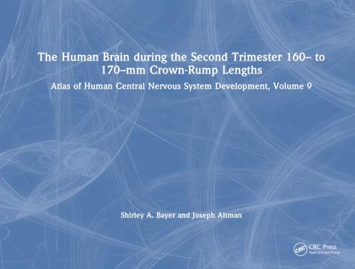 Human Brain during the Second Trimester 160– to 170–mm Crown-Rump Lengths
