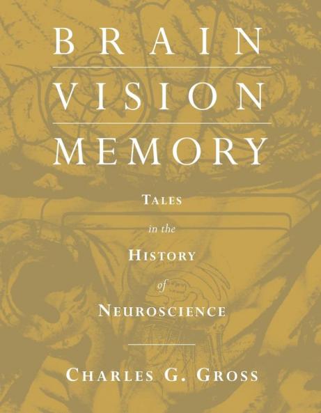 Brain Vision Memory