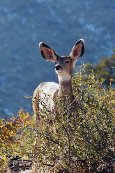 Kids Deer Journal