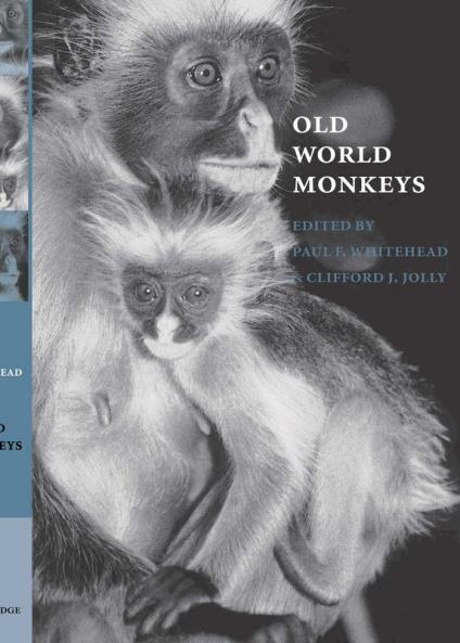 Old World Monkeys