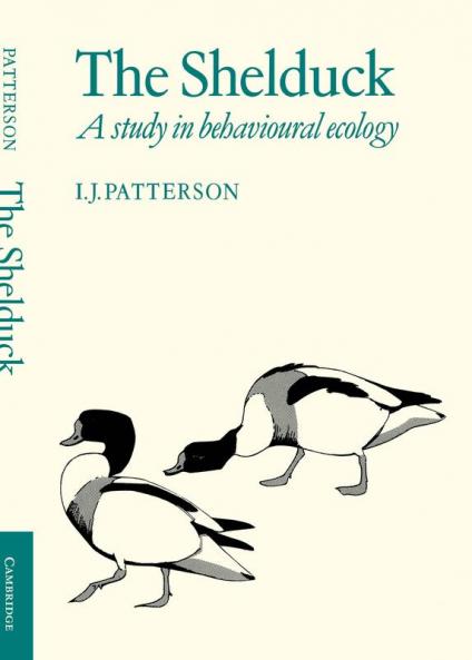 The Shelduck