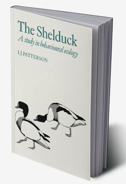 The Shelduck