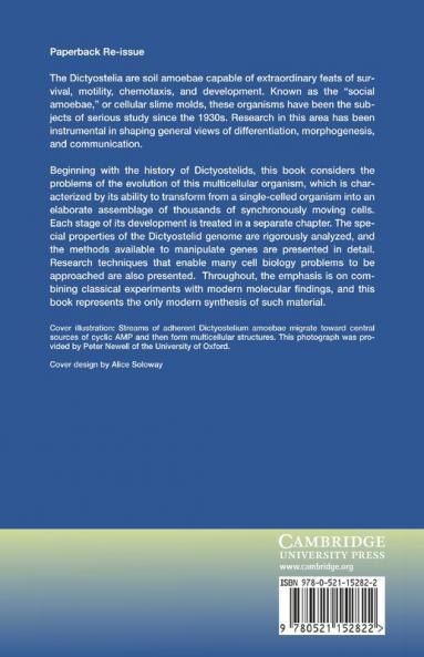 Dictyostelium