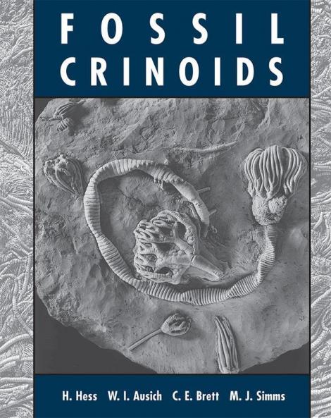Fossil Crinoids