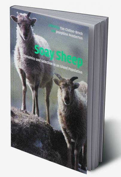 Soay Sheep