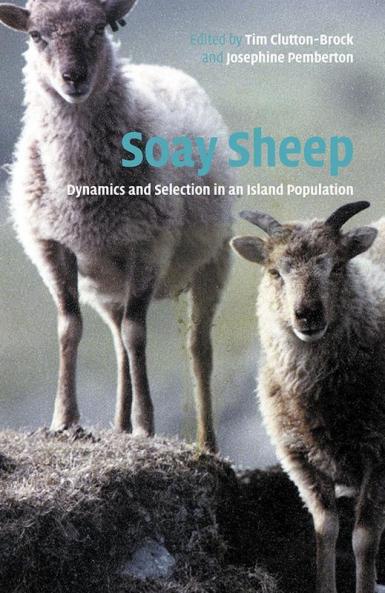 Soay Sheep