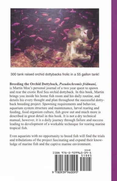 Breeding the Orchid Dottyback Pseudochromis Fridmani