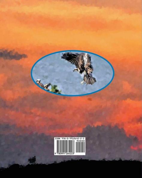 Four Parkway: A story about an osprey family