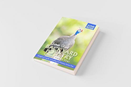 Guinea Fowl Backyard Poultry