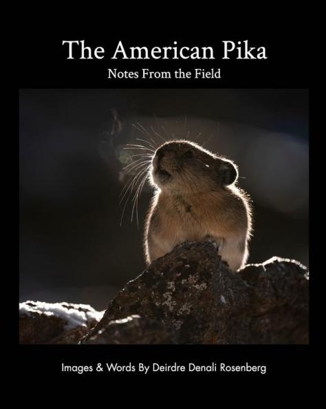 The American Pika