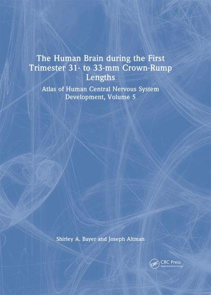 Human Brain during the First Trimester 31- to 33-mm Crown-Rump Lengths