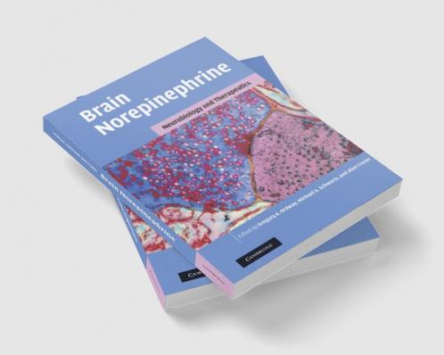 Brain Norepinephrine