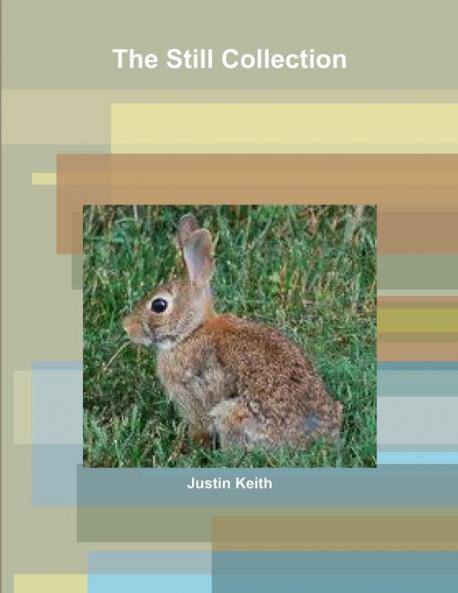 The Still Collection