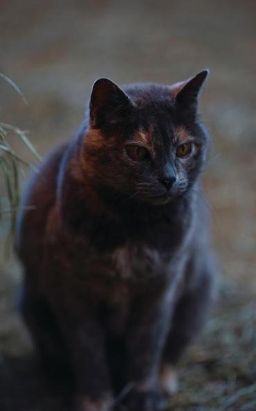 Kid's Petite Barn Cat Journal