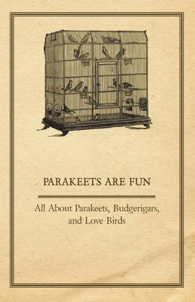 Parakeets are Fun - All About Parakeets Budgerigars And Love Birds